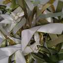 Sage Green Ribbon Garland, Baby Shower Decor
