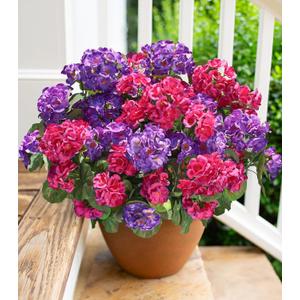 Artificial Geranium Fake Flowers for Outdoors Decoration, 6 Bundles Silk Geraniums Flower UV Resistant Look Real Faux Plants for Front Door Garden Porch Planter Patio Balcony Yard Indoor Home, Mix (3 Fuchsia, 3 Purple)