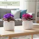6 Inch African Violet Pots Self Watering, Ceramic Planter with Water Reservoir and Fill Lines, 4 Inch Opening, Indoor Flower Pot, Holds 3 Weeks of Water (2 Pack White)