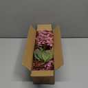 Burgundy Hydrangea Artificial Flowers,Fall Hydrangeas Artificial Flowers, Fake Fall Dried Hydrangea Decoration,Faux Silk Flower with Stems Winter Decor(Red Rose 24" 8pcs) Without Vase