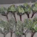 Mixed Eucalyptus Leaves Stems Bulk Artificial Silver Dollar Leaves Picks Dried Eucalyptus Bundle Faux Spray for Wedding Vase Bouquet Floral Arrangement (Green)