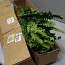 Single Silky Artificial Boston Fern Bush, 49Inch Large Artificial Ferns for Outdoors, Large Faux Ferns Artificial Plants,Suitable for Decorating Office, Living Room Faux Greenery,95Branches