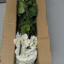 Artificial Geranium Fake Flowers for Outdoors Decoration, 6 Bundles Silk Geraniums White Flower UV Resistant Look Real Faux Plants for Front Door Garden Porch Planter Patio Balcony Yard Indoor Home