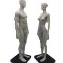 11 inch Human Anatomical Model Art Anatomical Figure WhiteFemale + Male