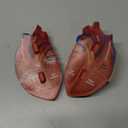 Learning Resources Cross-Section Human Heart Model - Practice Anatomy, Cardiology Artery and Veins Study Tools, Classroom Must Haves, STEM Student Essentials, Back to School Supplies for Teachers