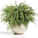 WBHome 12 Pcs Christmas Norfolk Pine Branches with Pine Cones - 18" Real Touch Norfolk Pine Branch- Artificial Xmas Branches Plants Pine Needles for DIY Craft Garland Home Garden Decor