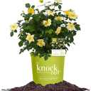 Perfect Plants Easy Bee-zy Knock Out Rose Bush 3 Gallon | Live Rose Shrub | Fresh Roses