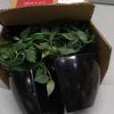 Artificial Hanging Plants,2 Pack Fake Wall Plants,Faux Mandala Vines Potted Plant,Plastic Greenery with Wall Planter for Indoor Outdoor Garden Patio Office Dcor