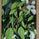 Lunmon 4 Pack 36" Artificial Camellia Flower Tree 3ft Outdoor Fake Flower Plant with Spike UV Resistant Faux Floral Blooming Bush for Front Door Porch Garden Indoor Patio Decor(White)