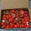 Lenwen 100 Pcs Thanksgiving Turkey Rubber Ducks Bulk 2 Inch Fall Duckies for Friendsgiving Thankful Dinner Party Activity Supplies Table Decorations