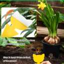 Carbelina Yellow Sticky Traps for Plant Gnats, 100pcs Sticky Traps for Gnat, Fruit Fly, Flying Insects, Bug, Waterproof, Non-Toxic Indoor Outdoor Use for Houseplants, Pots, Garden & Kitchen