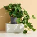 Lifelike Artificial Pothos Plant - Fake Hanging Indoor Plants in Pot, Realistic Devil's Ivy for Home Office Decor, No Maintenance Fake Potted Plants