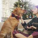 DOGWONG Christmas Red Plaid Dog Collar with Bowtie, Cute Cotton Dog Collars Red Christmas Dog Bowtie for Small Medium Large Dogs