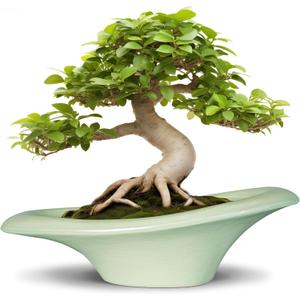 Ceramic Bonsai Pots - Large Succulent Planter 18 Inch Plant Pot Indoor Succulent Pot with Drainage Hole Outdoor Planter Bonsai Tree Pot for House Home Garden Decor Green