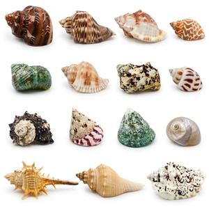 ECVLRTK 15 Pcs of Medium Hermit Crab Shells Natural Conch Size 1.3-3 in, Opening Size 0.6-1.5in. Growth Turbo Shells Suitable for Natural Hermit Crab Supplies Conch Ornaments