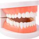 Dental Teeth Model, Standard Teeth Model, Denture Mouth Model Demonstration for Kids Dental Teaching Study Supplies