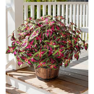 Florisso Artificial Greenery Plants Outdoor, 5 Pcs Faux Coleus Plants UV Resistant Silk Plants with Stems, Fake Plants for Outside Garden Patio Hanging Planter Pathway Front Porch Decoration(Red)