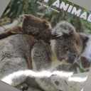 Turner Licensing, Baby Animals Photo 2026 Wall Calendar