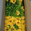 36 Pcs Artificial Fake Pansy Flowers for Outdoor, Faux Silk Pansies Spring Flowers for Outside for Planter Front Door Porch Yard Patio Window Box Home Decor (36, Purple, Yellow, White)