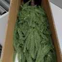 BLOSMON Outdoor Christmas Trees for Porch: 4 Ft Norfolk Pine Tree with 100 LED Lights Remote Control Timer 8 Lighting Modes - Small Artificial Cypress Trees Indoor Table Top Decor