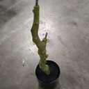 Nearly Natural 8ft Minimalist Artificial Citrus Tree, Faux Greenery for Indoor Living Room Home Decor