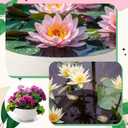 2 Pcs 13.8 Inch Lotus Bowl Planter Large Water Lily Pots Succulent Hydroponic Bowl Pot Flower Planting Pot for Outdoor Indoor Plant Mini Fish Pond No Drainage Hole(Quartz White)