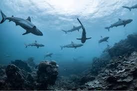 Decorative for Classroom Ceiling Light 36"x24" Feet Magnetic Light Covers Filter Easy Install for Office Hospitals & Home Drop Ceiling Supplies (Shark)