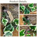 BNOSDM 2PCS Reptile Climbing Branch, Bendable Jungle Vine with Leaves Terrarium Plant Decoration with Suction Cup Chameleon Cage Accessories for Gecko Lizard Bearded Dragons Snake (White Vein Ivy)