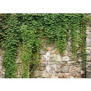 BELECO 10x8ft Fabric Green Leaves Wall Backdrop Old Stone Wall with Green Leaves Vine Spring Garden Nature Backdrop Greenery Banner Background Home Decor Wedding Birthday Photoshoot Studio Props (N5-a10666)