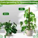 59" Natural Large Moss Pole for Big & Mature Plants, (1pc., 59'')