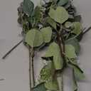 Bulk Artificial Silver Dollar Eucalyptus Leaves Picks Stems and Faux Branches for Vase Bouquets Floral Arrangement Wreath Rustic Farmhouse Greenery Decoration