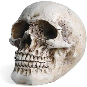 Skull Decor, Resin Realistic Skeleton Head Statue for Halloween, Fake Human Bone Skull Model for Halloween Decoration, Home, Party, Table, Bookshelf