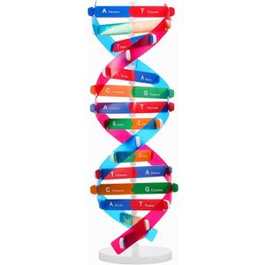 VICASKY DNA Kit Self Double Helix Structure Model 33 x 11.6cm DIY Generic Molecular Model Kit Large-Scale Biological Structure Human Genes Components Science Educational Teaching Tool