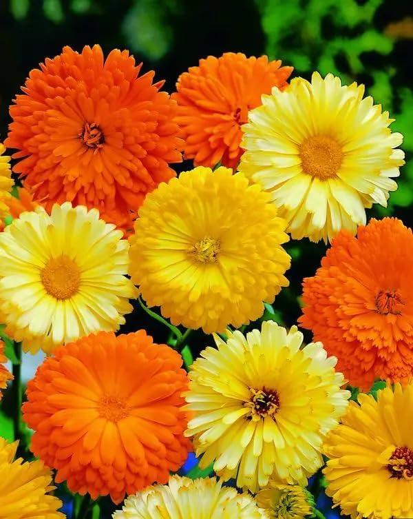 6 x 70+ Seeds Pot Marigolds Mix Calendula - Flower Multicolor