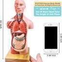 EVOTECH SCIENTIFIC 2026 New Human Body Model for Anatomy, 15 Pcs Removable 11 inch Human Torso Anatomical Model with Heart Head Skull Brain Skeleton, School Medical Education Display