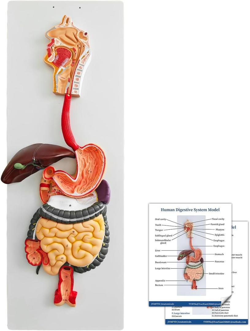 JNMFTD Human Digestive System Anatomy Model,Life Size 2 part Removable Stomach Nasal cavity Pharynx Liver Stomach Rectum Intestine with Product Manual Card Labeled Numbered for Medical Education Study