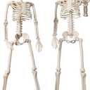 2 Pack 36" Halloween Skeleton Decorations, 3FT Realistic Full Body Movable Posable Joints Skeleton, Creepy Halloween Plastic Human Bones for Party Decor Lawn Haunted House Graveyard Props Outdoor (Beige)