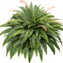 CQURE 108 Branches Fake Ferns Artificial Plants Large, 50" 1 Artificial Boston Fern Faux Hanging Fake Plants for Outdoors Planter Home Garden Decor