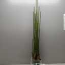 YEPDIN Artificial Bird of Paradise Plant 6 Ft Tall Fake Banana Leaf Plant for Indoors and Outdoors,Faux Palm Tree with Plastic Pot for Office and Home Decor,L180