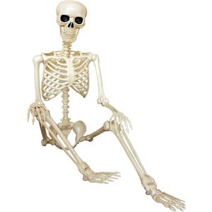 5.4Ft Life Size Halloween Skeleton Decoration - Posable Plastic Realistic Human Full Size With Movable Joints for Indoor Outdoor Decor, Haunt House
