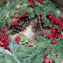 22 Artificial Christmas Wreath Norfolk Pine Wreath for Front Door with Pine Needles Red Berries Big Pinecones Christmas Decorations for Winter Farmhouse Wall Indoor Outdoor Home Holiday Xmas Decor (Green and Red)