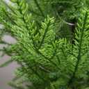 4FT Pre-Lit Artificial Norfolk Pine Christmas Tree  Realistic Potted Tree with 100 LED Lights & 8-Function Battery Box, Pre-Assembled Faux Holiday Dcor for Indoor Use (2)