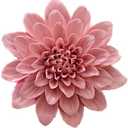 AMERRY Ceramic Wall Art - 3D Flower Hanging Sculpture, Handmade Porcelain Decor (Pink, Paeonia Lactiflora, 3.54")