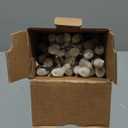 20 Stems Real Dried Pussy willow Preserved Greenery Branches for Vase- Natural Tall Pussy willows with White Flowers 27.5IN Snow Willow Branches for Easter Wedding Home Party Hotel Fireplace Decor