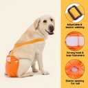 3 Pack Avont Washable Female Dog Diaper with Suspender, Reusable Girl Doggie Diapers for Medium Doggy in Heat Cycle Period Incontinence, Blue/Orange/Grey