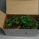 2 Pcs 12 Inch St. Patrick's Day Artificial Plants Large St. Patrick's Shamrock Flowers Vase Decor Irish Fake 4 Leaf Clover Plants Decoration for Office Floral Greenery Decoration