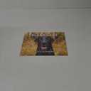 Black Lab Calendar 2025 Labrador Monthly Wall Calender 12 Month | American Made In The USA