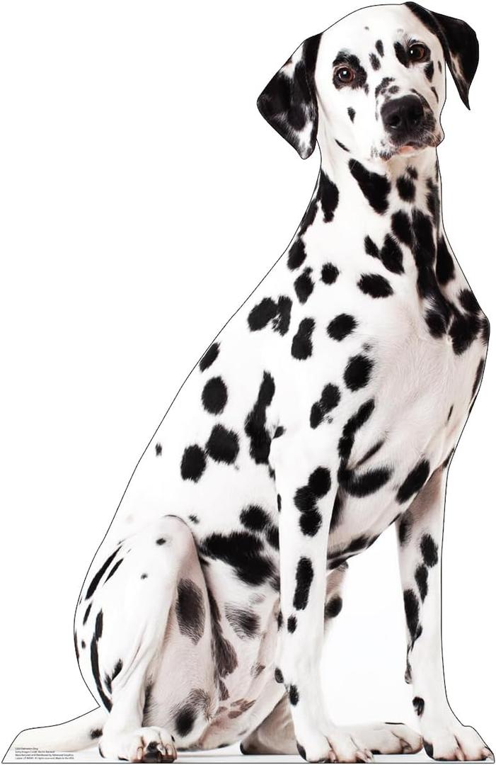 Cardboard People Dalmation Dog Life Size Cardboard Cutout Standup - Made in USA