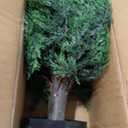 DREAMLOOM Topiary Cedar Trees Artificial Outdoor Ball in Planter, 1-Pack