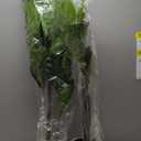 6ft Artificial Fiddle Leaf Fig Tree Plant,Fake Ficus Lyrata in Pot,Ficus Faux Plant Artificial Trees for Office Indoor Outdoor Garden Living Room Home Decor 1PCS-71in (Green Large)